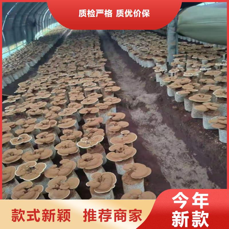 灵芝孢子粉免费回电
