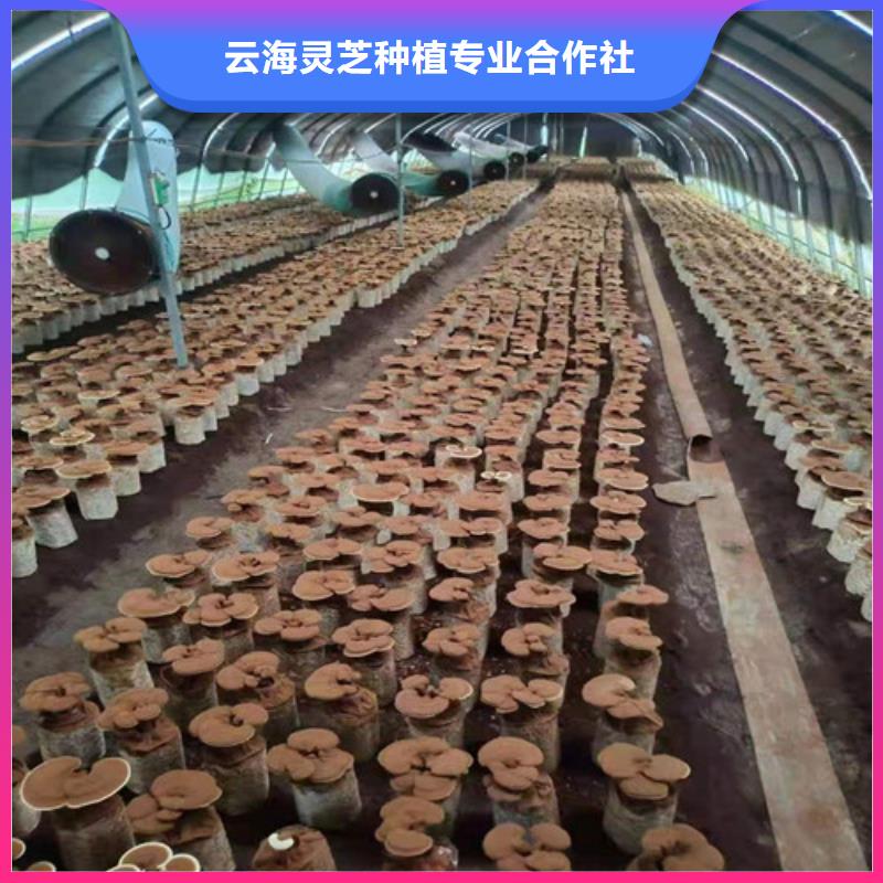 灵芝孢子粉,【灵芝破壁孢子粉】严格把控质量