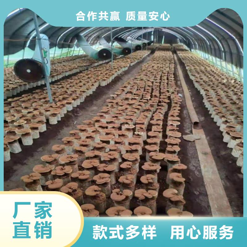 灵芝孢子粉,【灵芝破壁孢子粉】严格把控质量