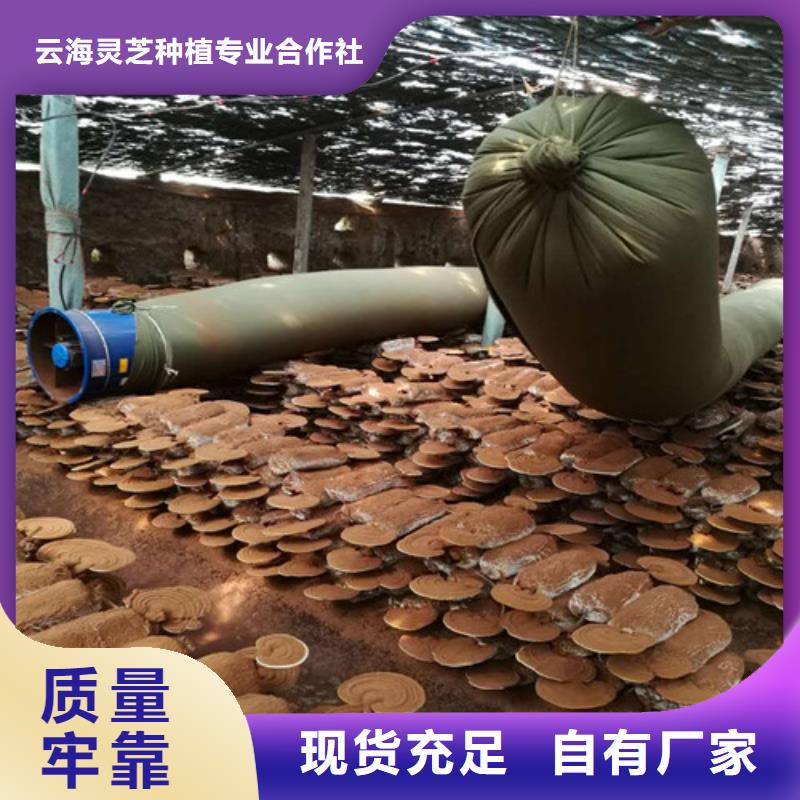 灵芝孢子粉可零售可批发