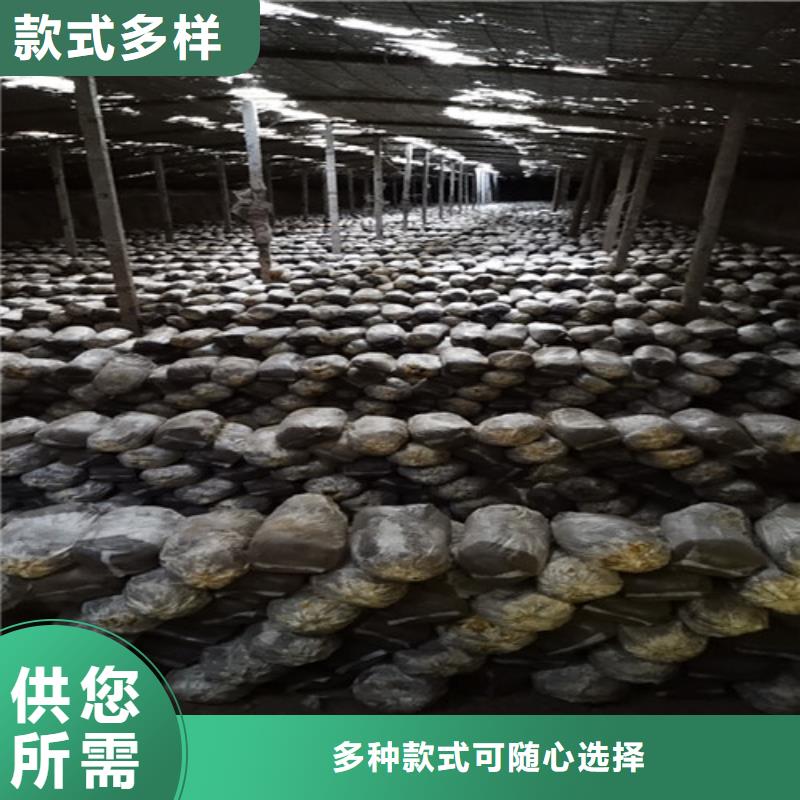 灵芝孢子粉_灵芝现货采购