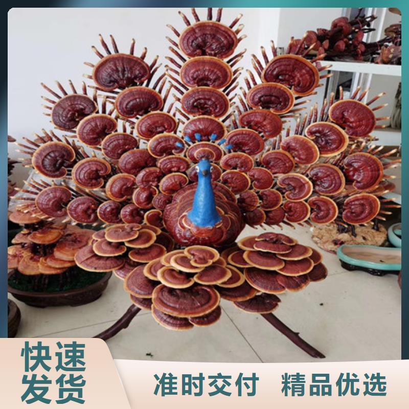灵芝孢子粉,【灵芝破壁孢子粉】严格把控质量