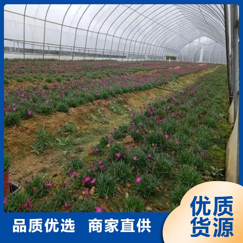 大棚管2【椭圆管温室大棚】无中间商厂家直销