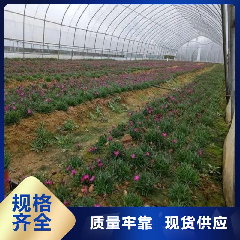 大棚管2方矩管专业品质