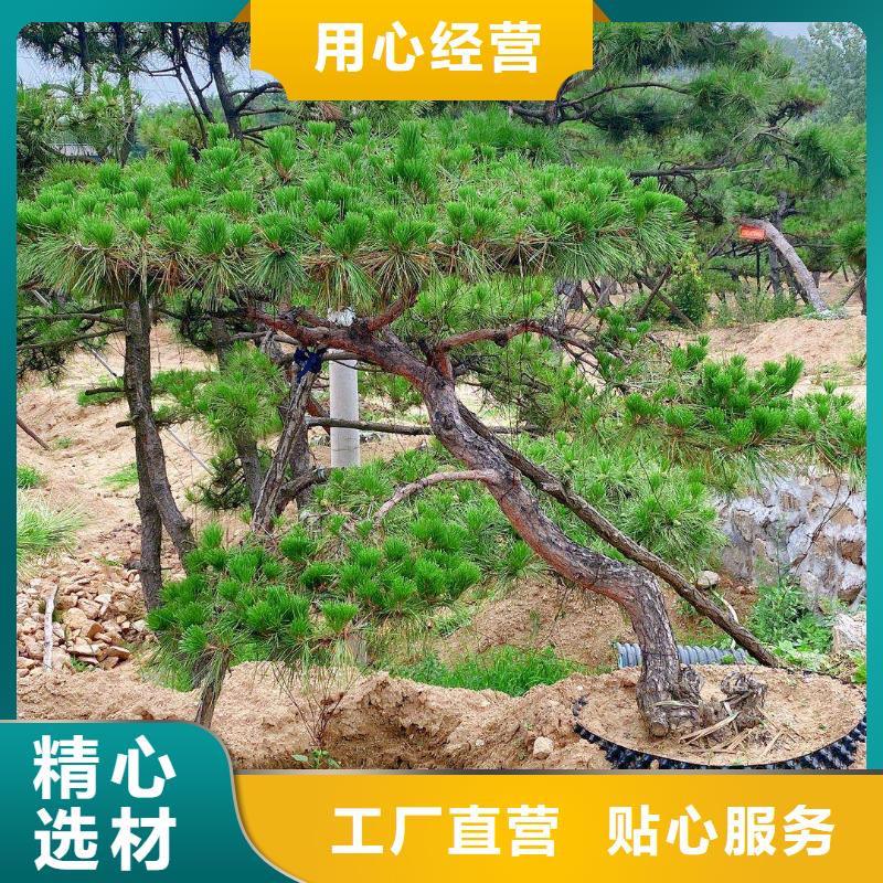 造型松造型池松做工精细