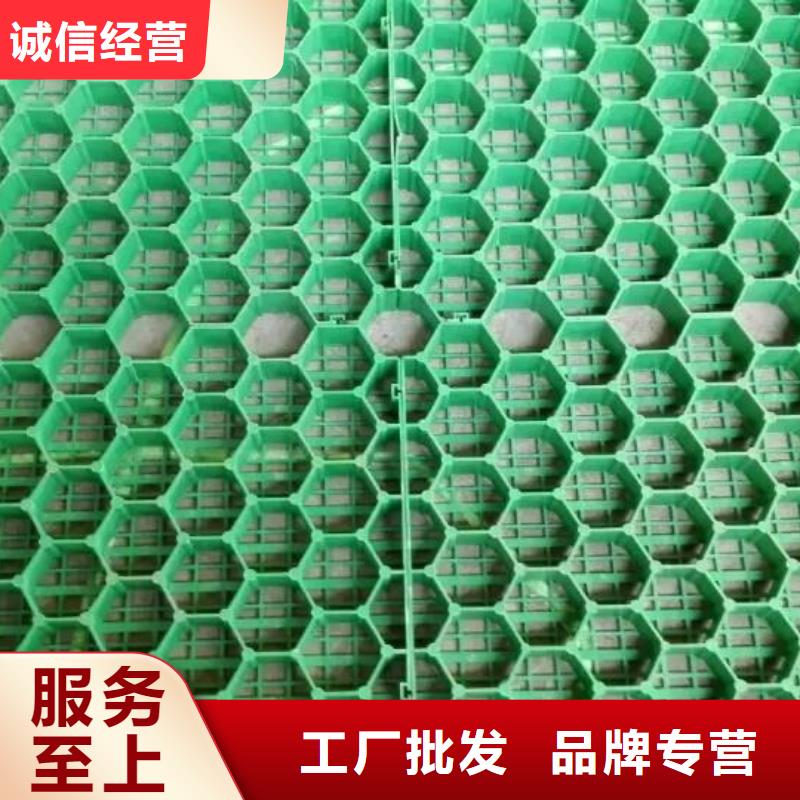 植草格双向塑料土工格栅产品优势特点