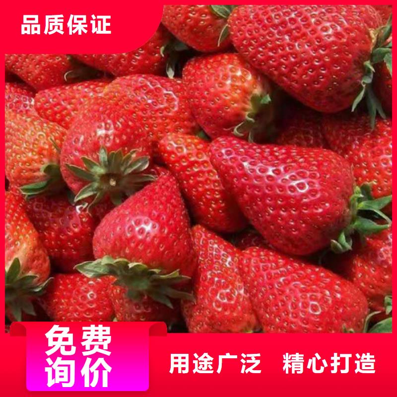 【草莓苗】蓝莓苗优质材料厂家直销