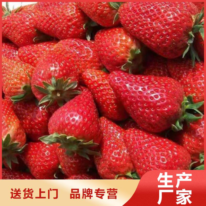【草莓苗】-大棚草莓苗一站式采购商家