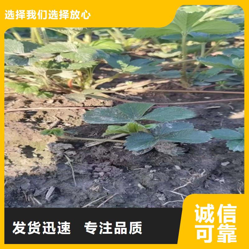 草莓苗大棚草莓苗货源足质量好