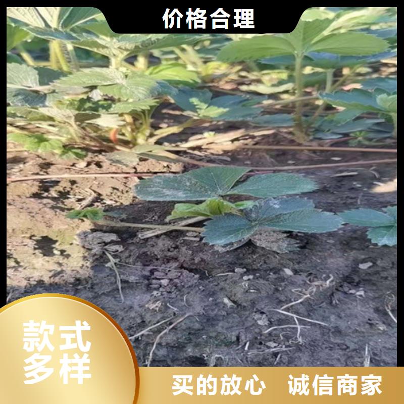 草莓苗花椒苗质检严格