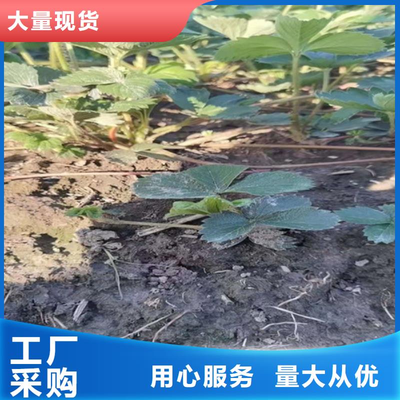 草莓苗红颜草莓苗实时报价