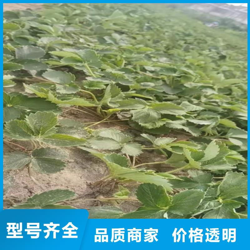 草莓苗【甜茶苗】支持定制批发