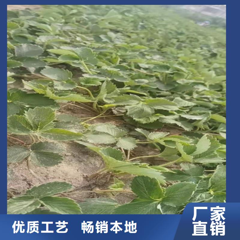 【草莓苗】_山楂苗用心做好每一件产品