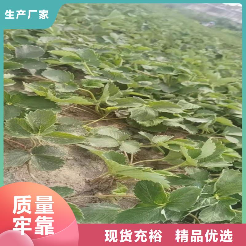 草莓苗玉露香梨苗支持定制批发