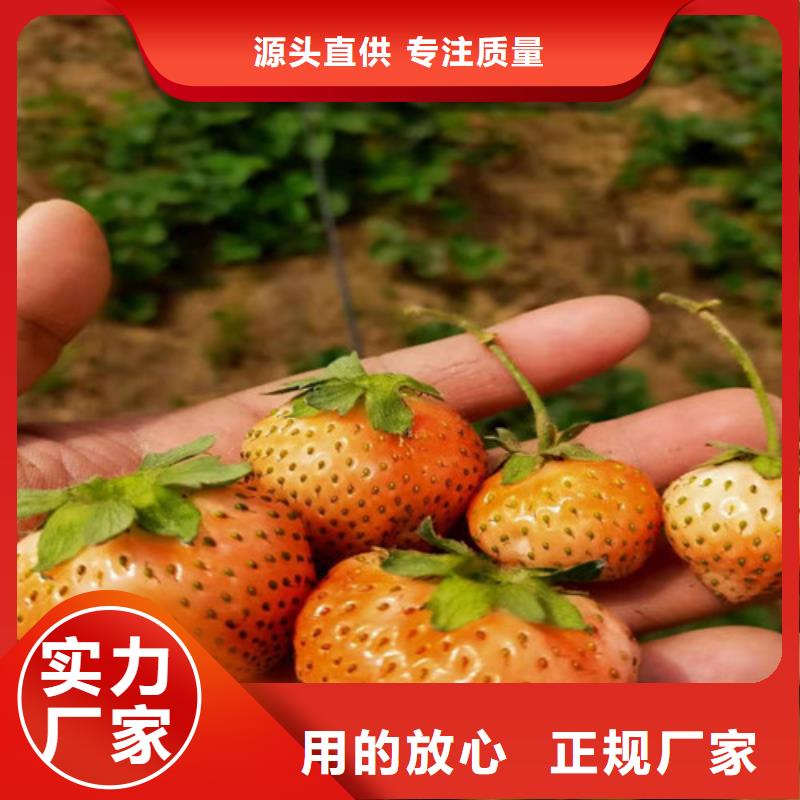 草莓苗,黄金蜜桃苗用心做产品