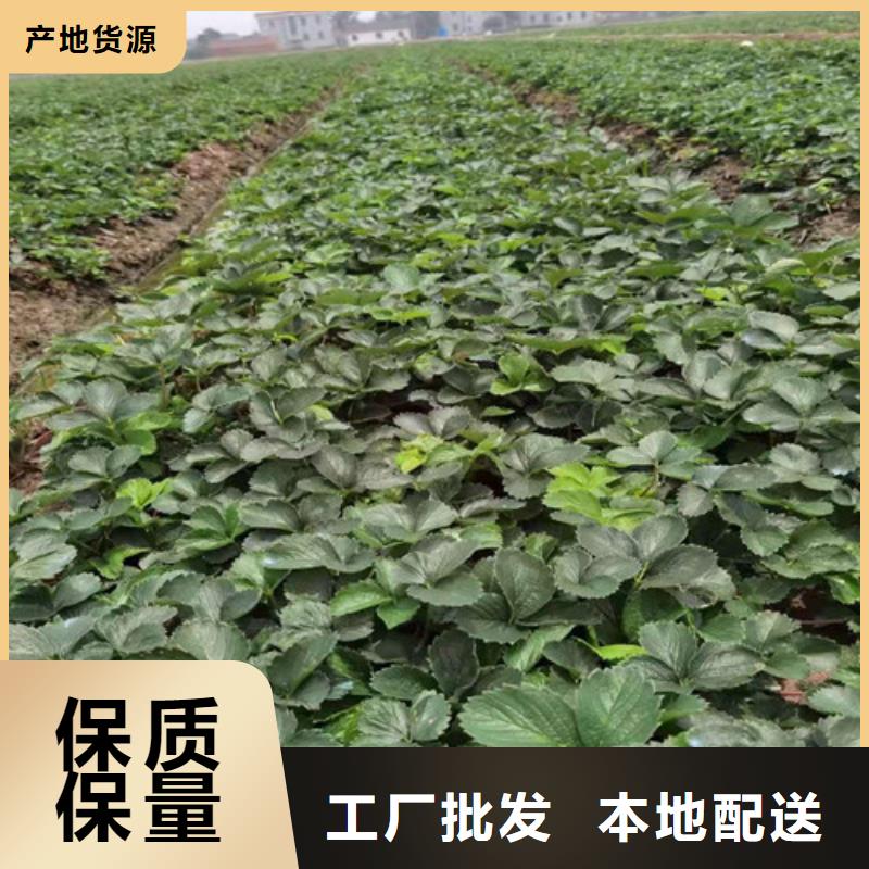 草莓苗,【苹果苗】实拍品质保障