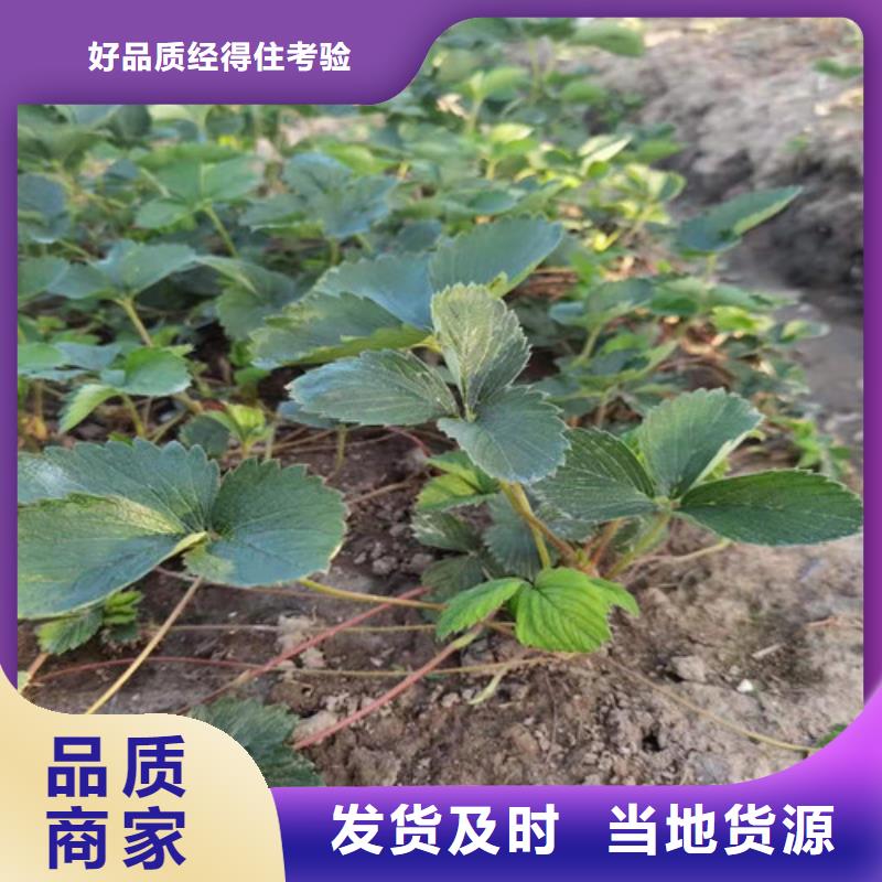 草莓苗苹果苗多家仓库发货