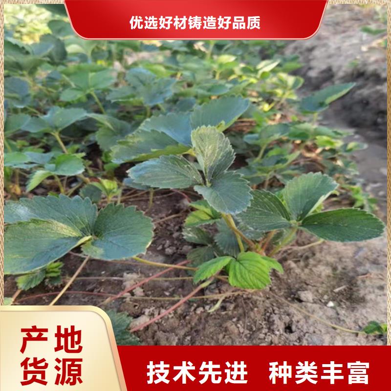 草莓苗【樱桃树苗】工厂现货供应