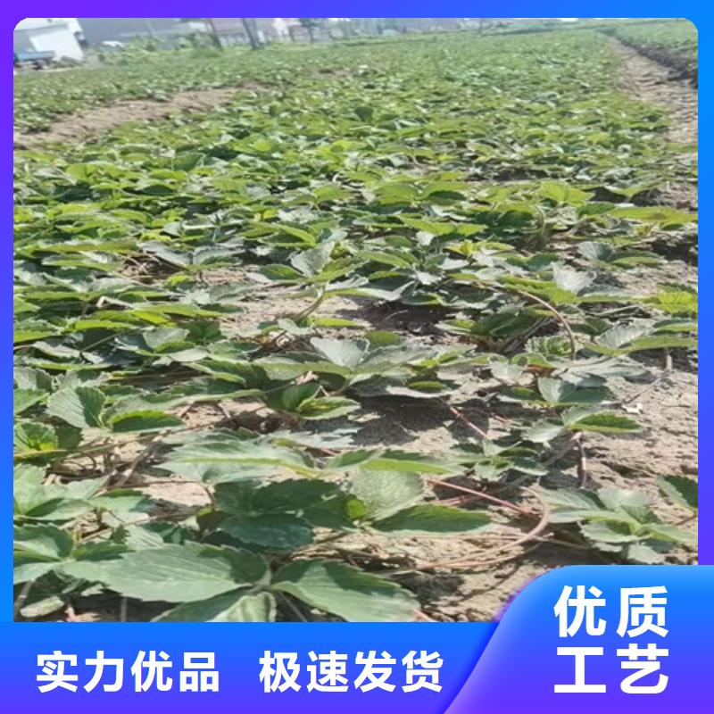 草莓苗【樱桃树苗】工厂现货供应