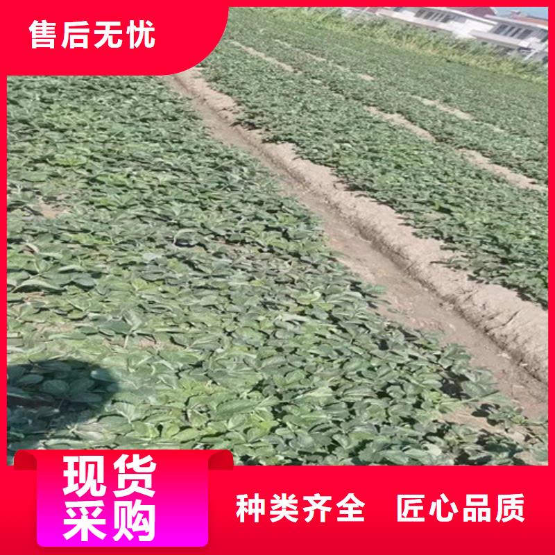 草莓苗_苹果苗快速报价