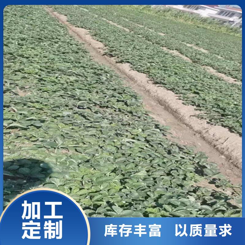 草莓苗【桃树苗】好产品价格低