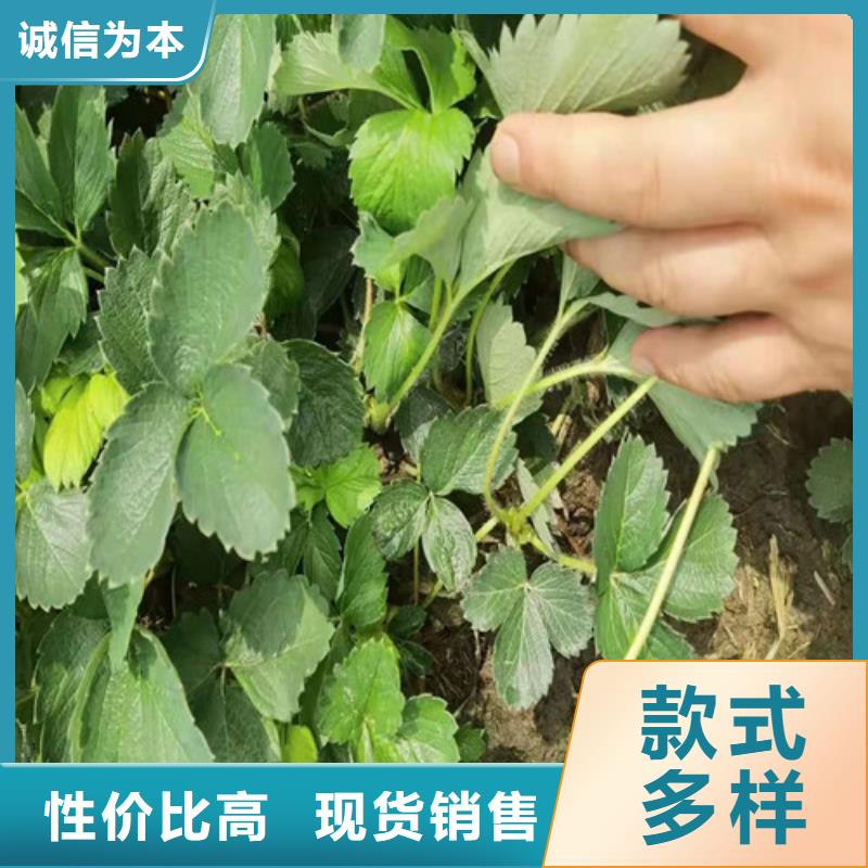 【草莓苗】大棚草莓苗现货充足量大优惠