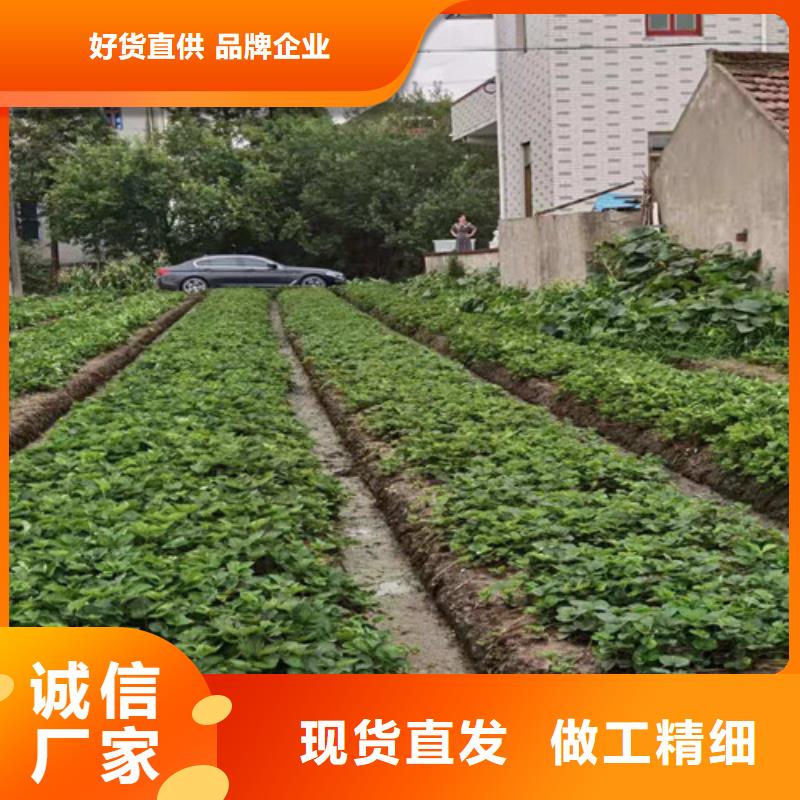 草莓苗【樱桃树苗】工厂现货供应