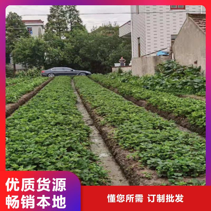 草莓苗_苹果苗快速报价