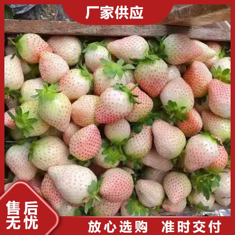 草莓苗香椿树苗品质保证