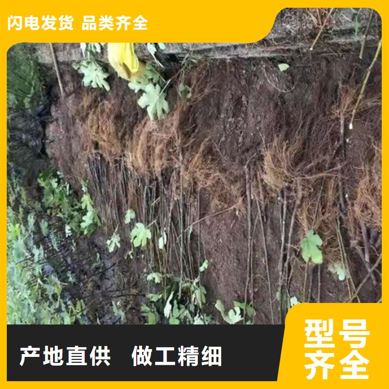 无花果黄金蜜桃苗保障