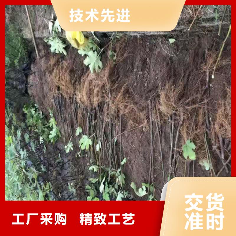 【无花果-蓝莓苗精品选购】