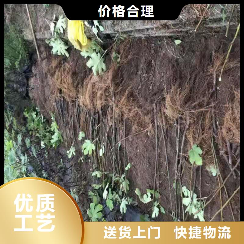 【无花果蓝莓苗低价货源】