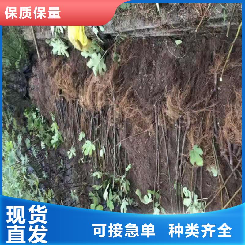 无花果_樱桃树苗联系厂家