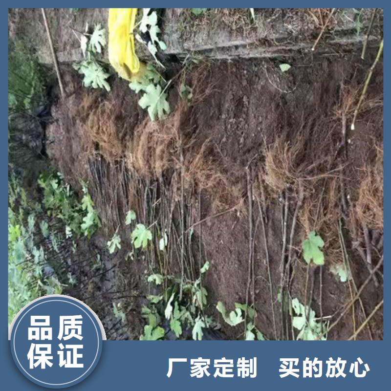 无花果_葡萄苗厂家型号齐全