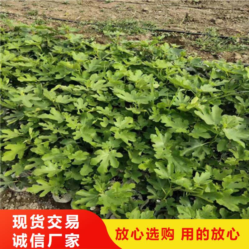 无花果大棚草莓苗性能稳定