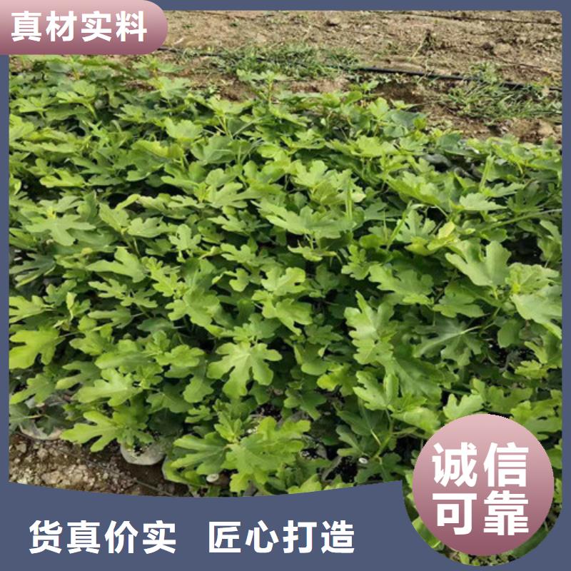 【无花果】大棚草莓苗专注品质