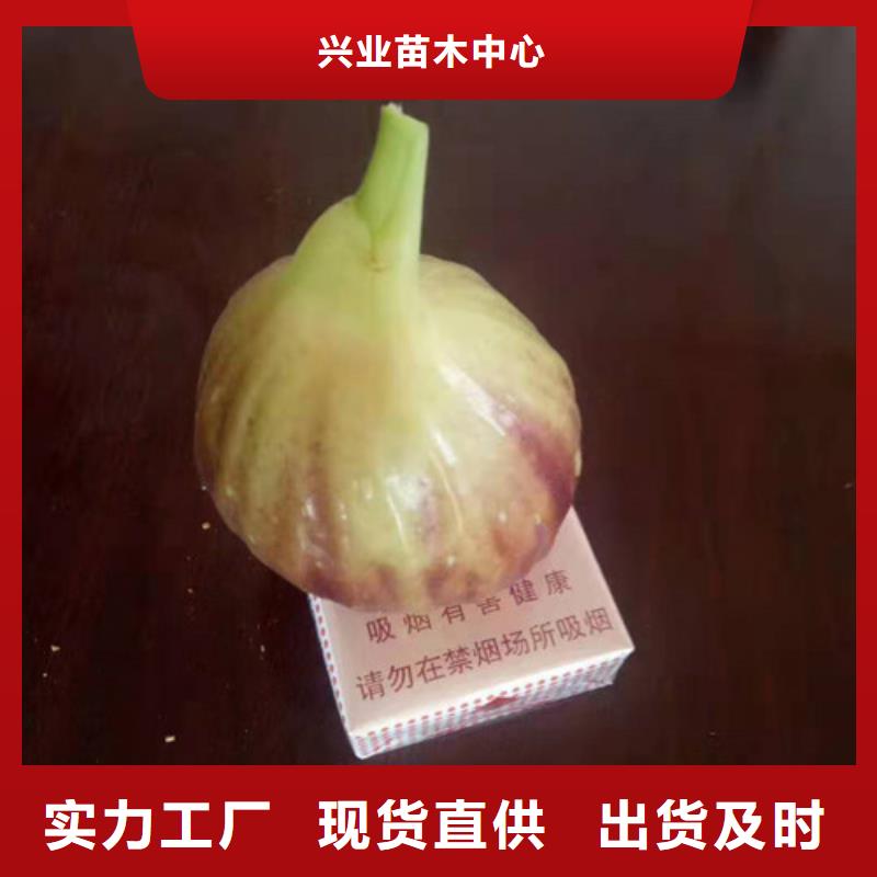 无花果_板栗树根据要求定制