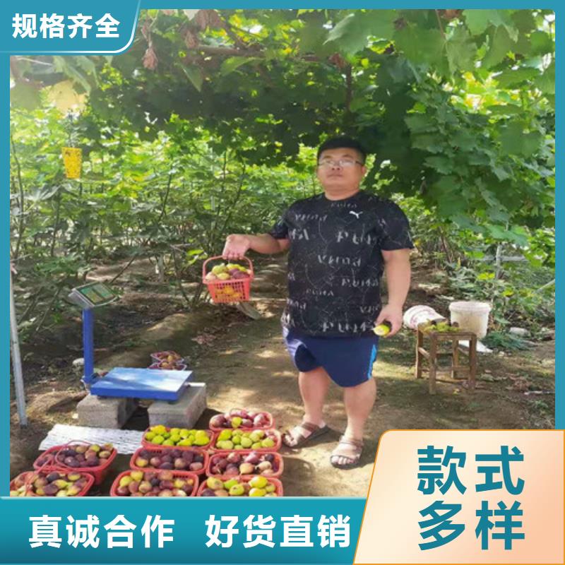 无花果蟠桃苗实体厂家