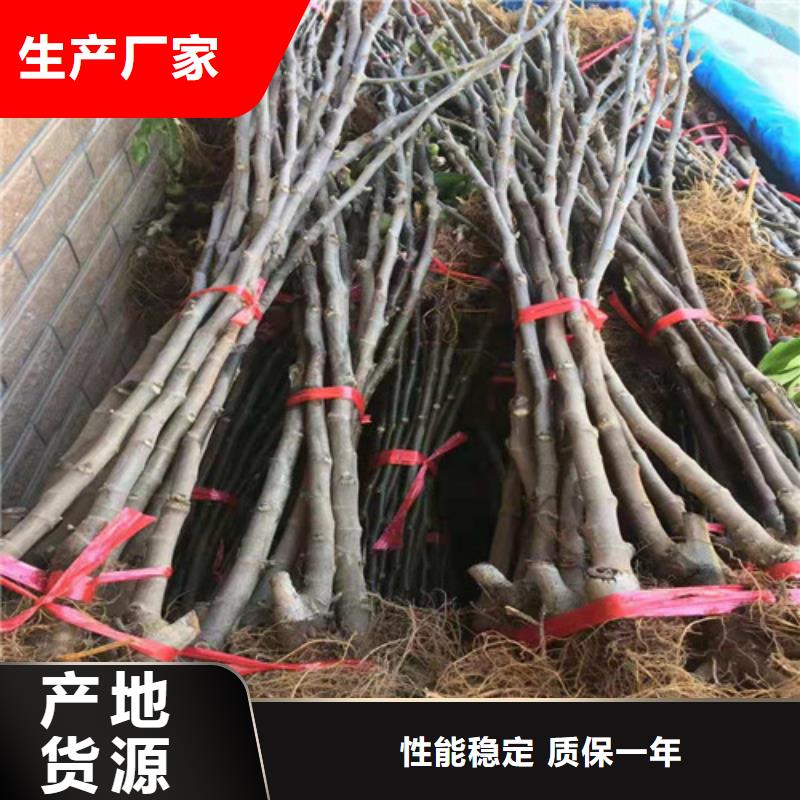 无花果桃树苗工期短发货快