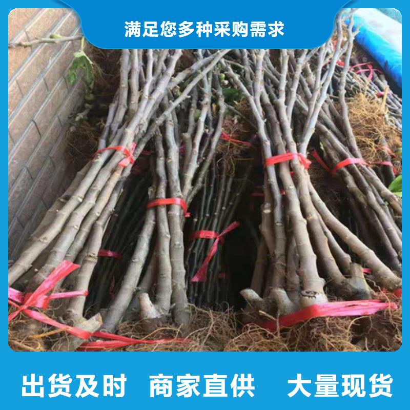 无花果苹果苗支持批发零售