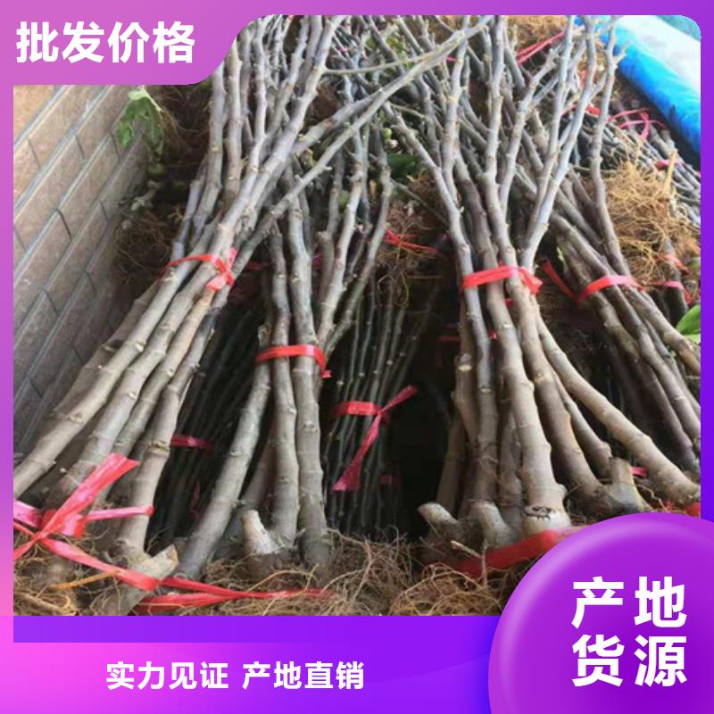 无花果苹果苗实力厂家直销