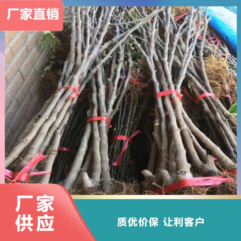 无花果,红富士苗现货实拍