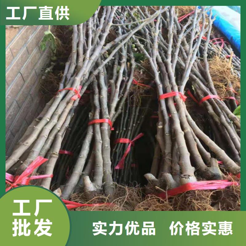 无花果_葡萄苗厂家型号齐全