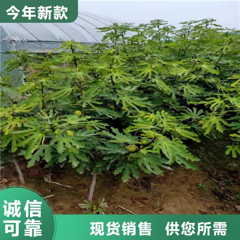 无花果奥红一号质量层层把关