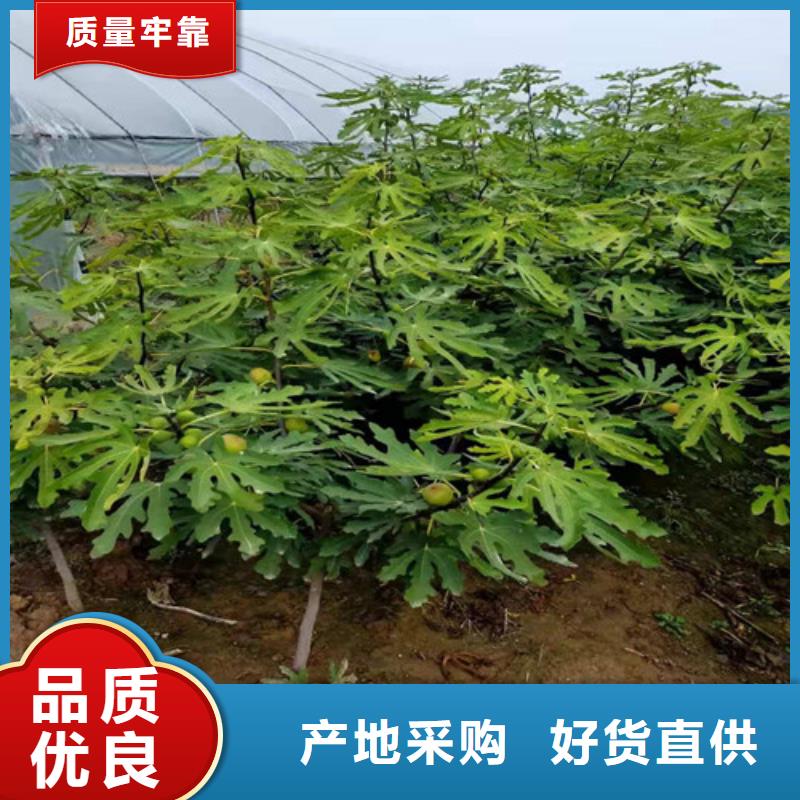 无花果花椒苗免费寄样