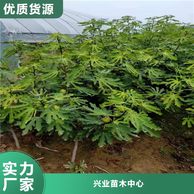 无花果核桃苗做工细致