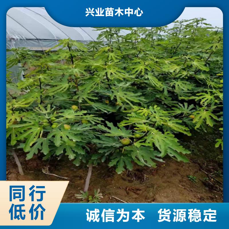 无花果红耔山楂苗品类齐全