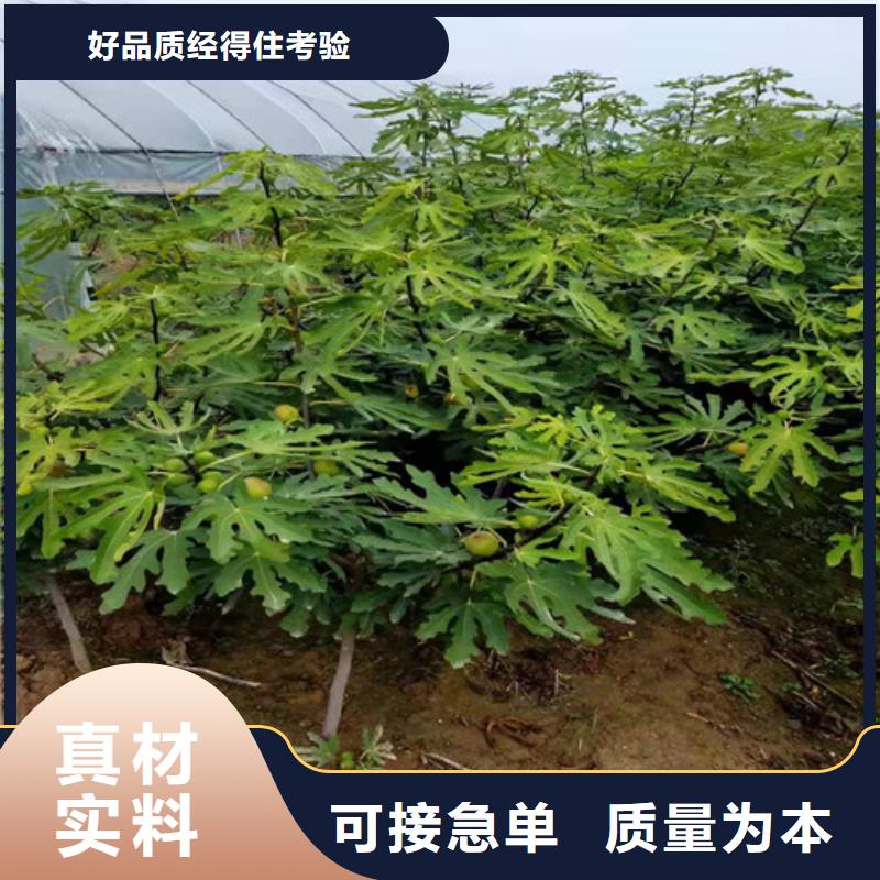 无花果-猕猴桃苗厂家