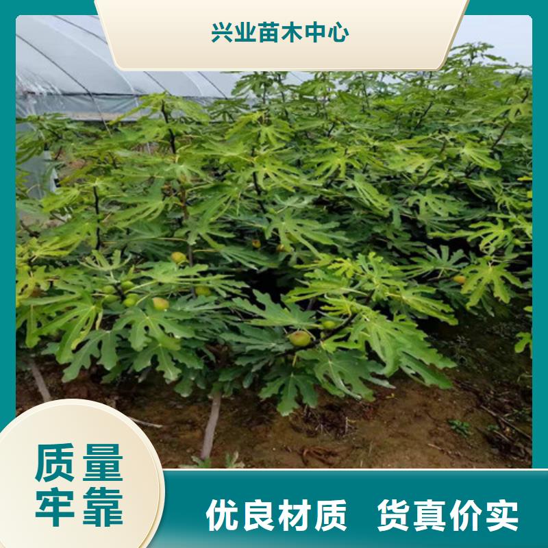 无花果苹果苗品牌大厂家