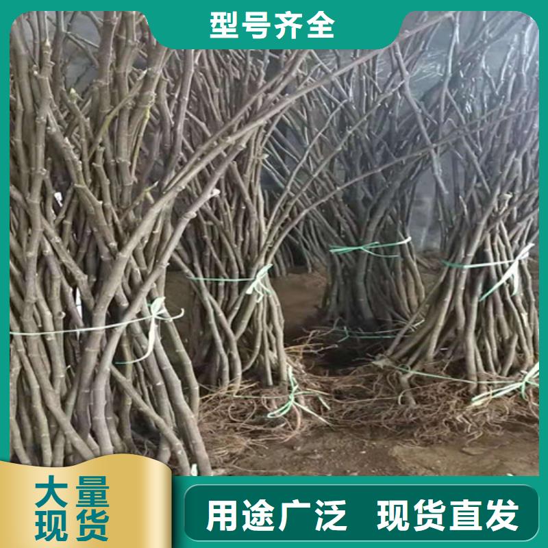 无花果_葡萄苗厂家型号齐全